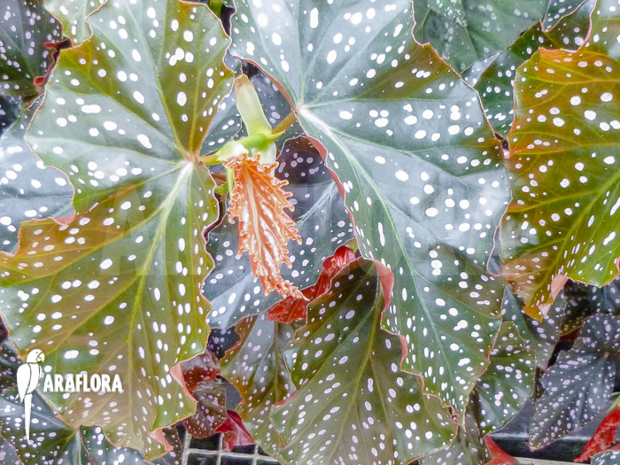 Begonia maculata