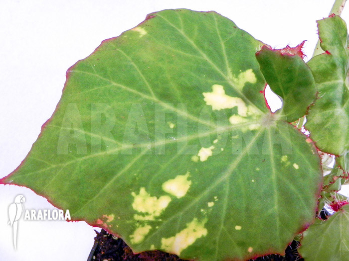 Begonia manicata aureomaculata