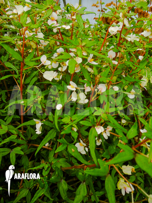 Begonia partita ‚S‘
