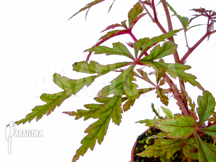 Begonia polilloensis