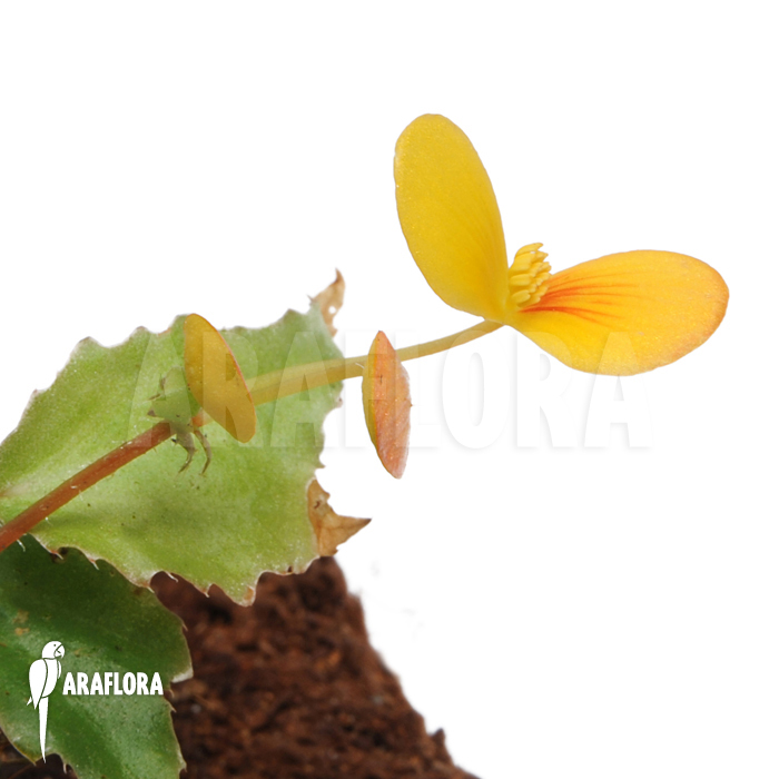 Begonia prismatocarpa ‚L‘