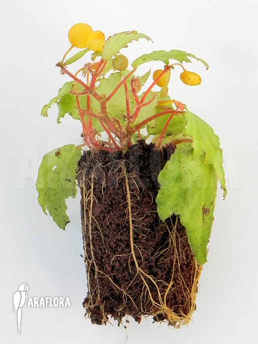 Begonia prismatocarpa ‚M‘