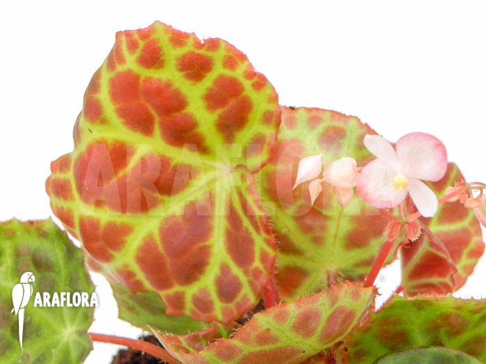 Begonia rajah ‚M‘
