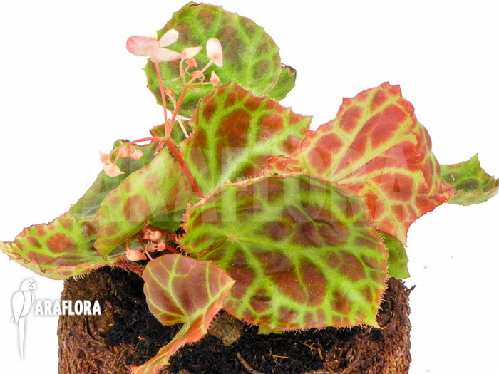 Begonia rajah ‚M‘