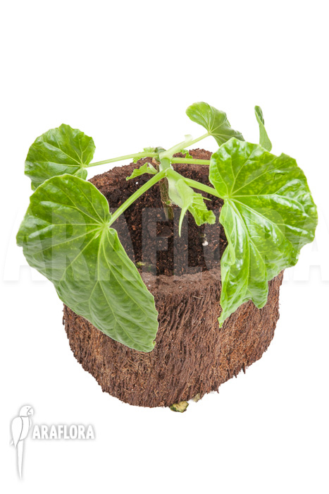 Begonia salaziensis ‚Starter‘