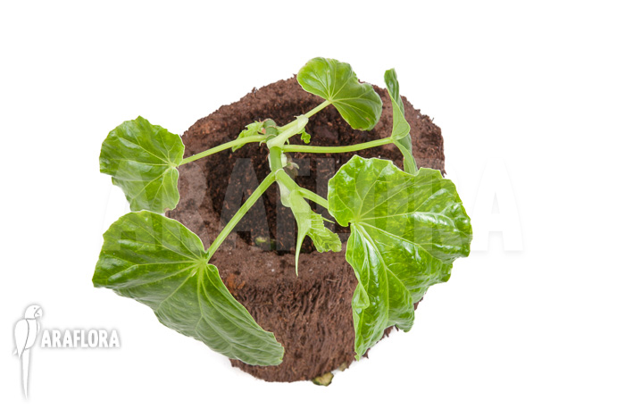 Begonia salaziensis ‚Starter‘