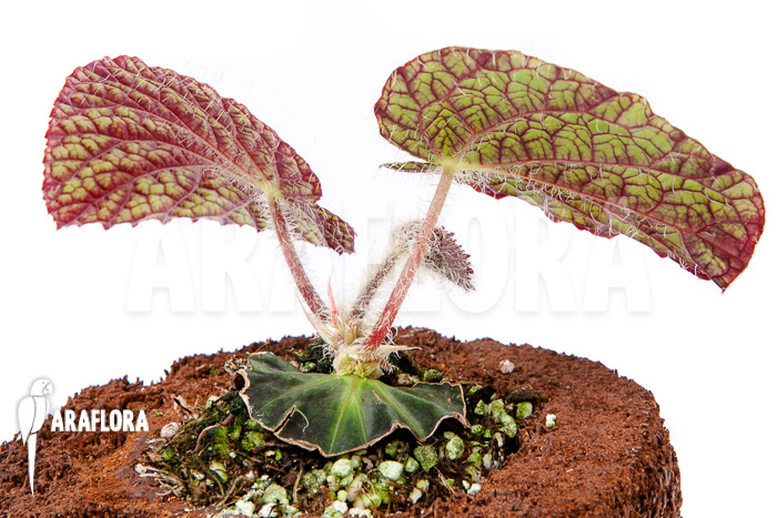 Begonia sizemoreae “Starter”