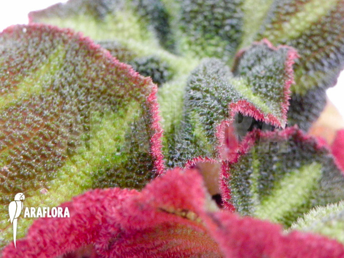 Begonia soli-mutata detail