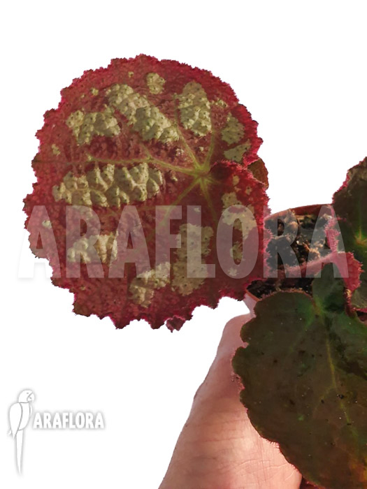 Begonia sp Vietnam A2