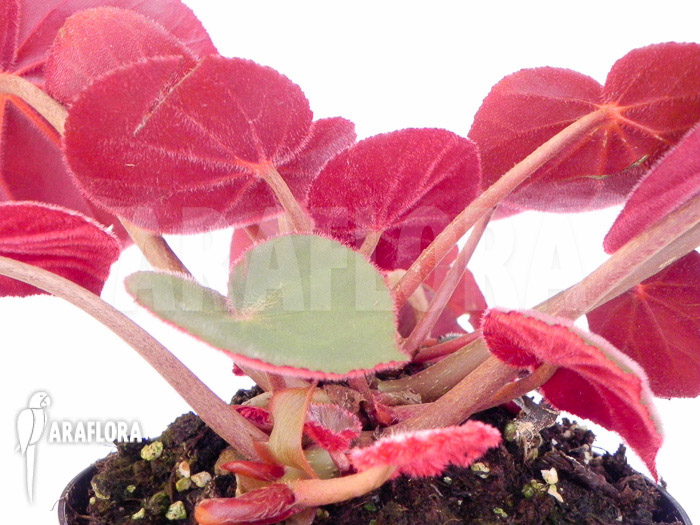 Begonia subacida