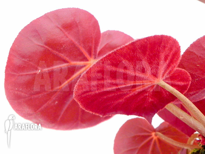 Begonia subacida