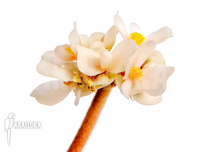 Begonia venosa flower
