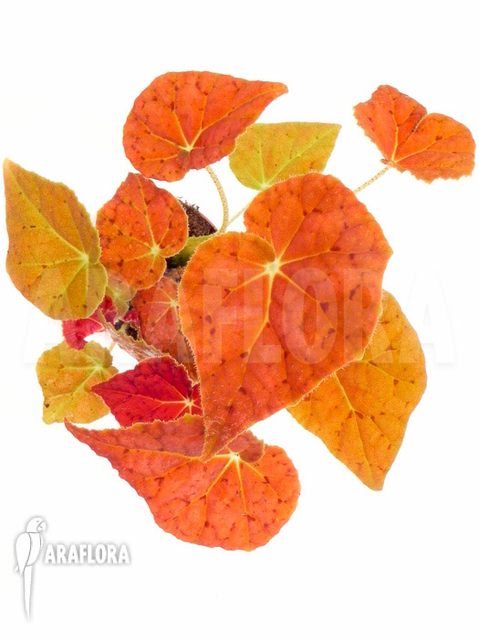 Begonia x Autumn Ember