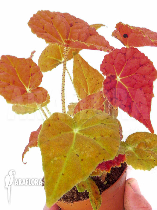 Begonia x Autumn Ember