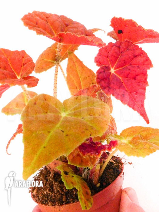 Begonia x Autumn Ember