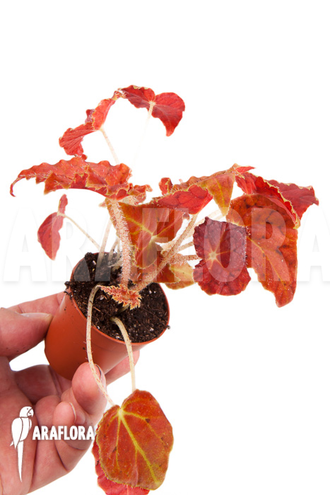 Begonia x Autumn Ember “Starter”