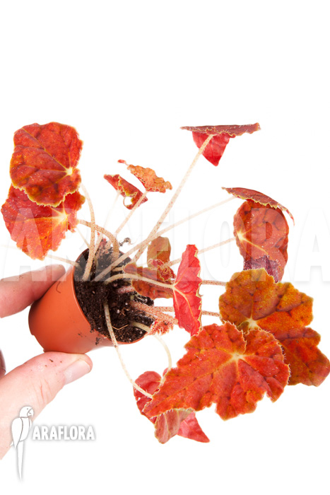 Begonia x Autumn Ember “Starter”