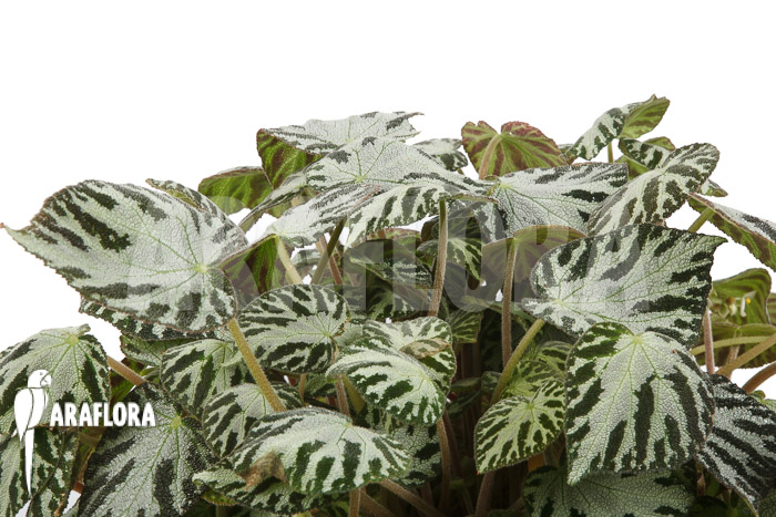 Begonia x ‚Silver Jewel‘