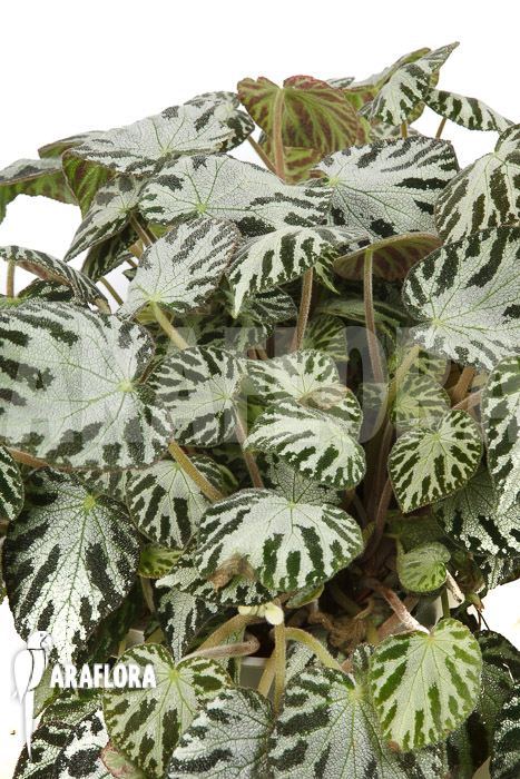 Begonia x ‚Silver Jewel‘