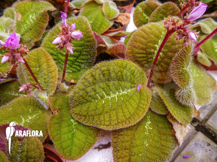 Bertolonia marmorata