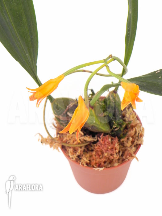 Bifrenaria aureo-fulva