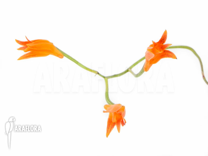 Bifrenaria aureo-fulva