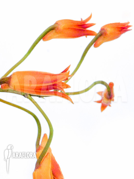 Bifrenaria aureo-fulva ‚Starter‘