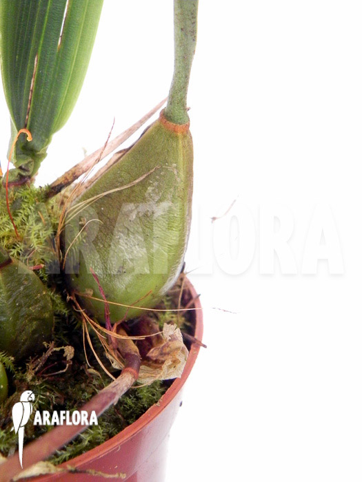 Bifrenaria aureo-fulva ‚Starter‘