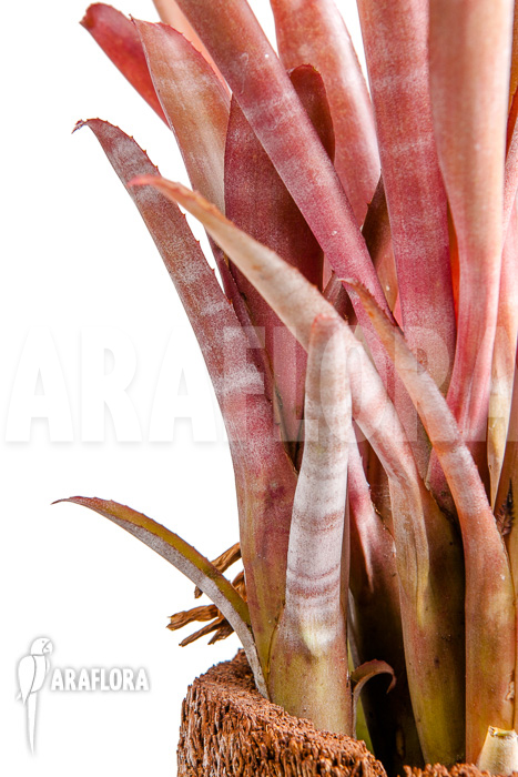 Billbergia morelli