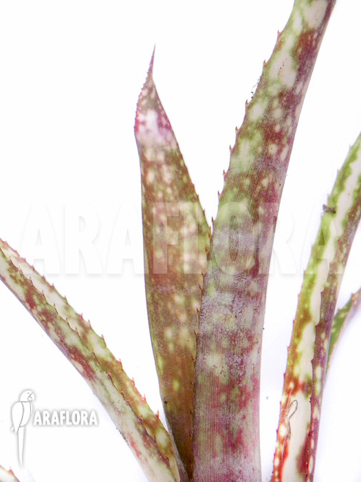 Billbergia species variagated