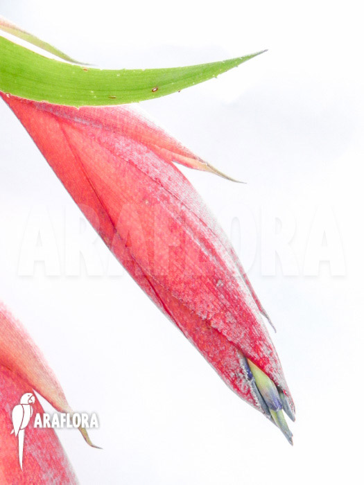 Billbergia x windii (nutans x decora)