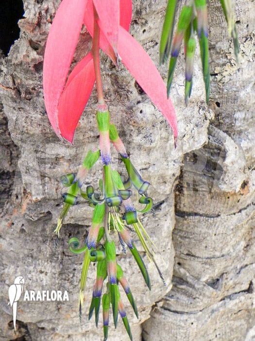 Billbergia x windii (nutans x decora)