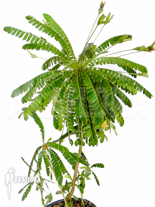 Biophytum sensitivum ‚XL‘