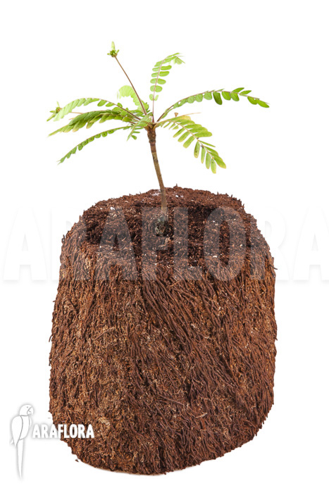 Biophytum species Ecuador