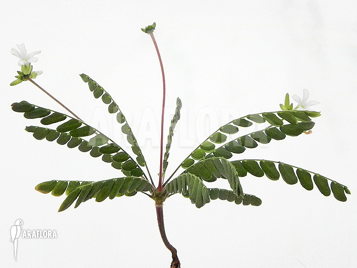 Biophytum species white flowers