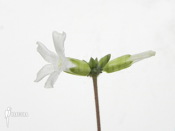 Biophytum-species-white-flowers-Ecuador-3