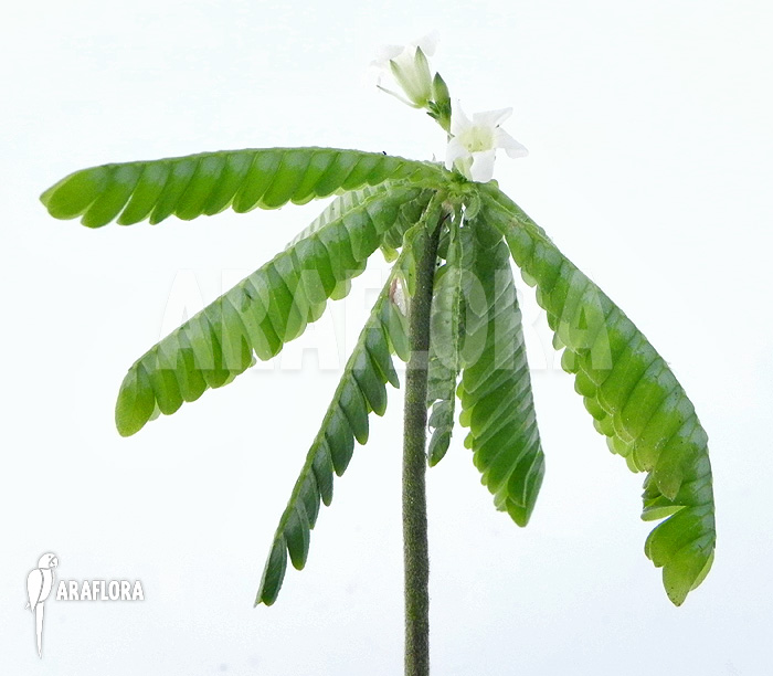Biophytum-species-white-flowers-Ecuador-5