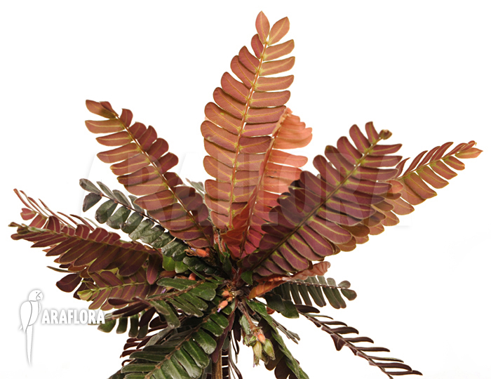 Biophytum zenkeri adult plant