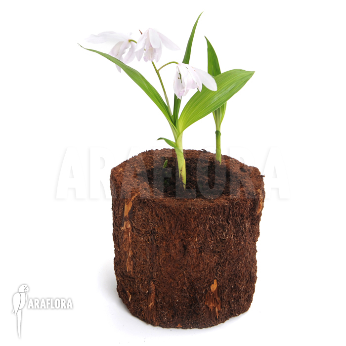 Bletilla striata ‚Alba‘