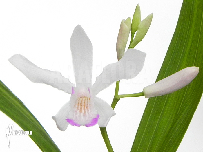 Bletilla striata ‚White‘