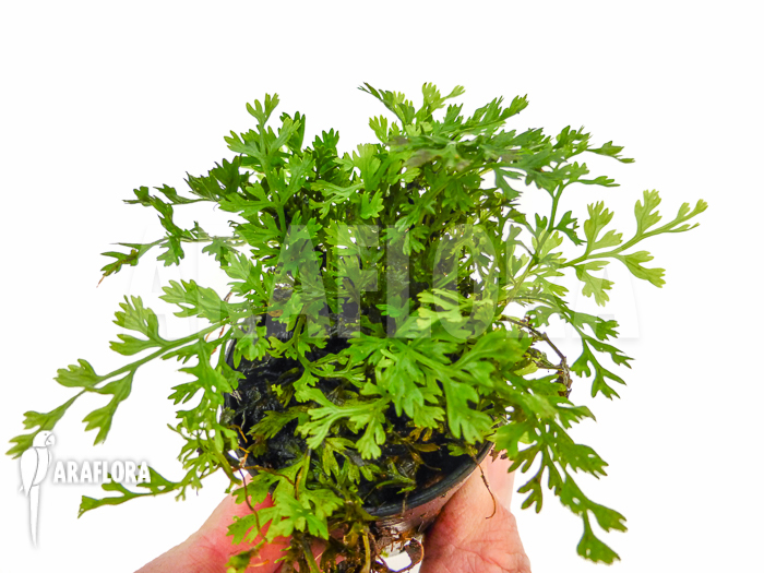 Bolbitis heteroclita ‚Thailand‘