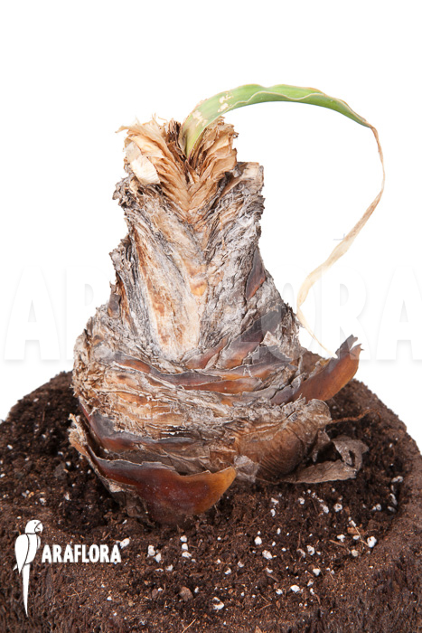 Boophane disticha ’starter‘