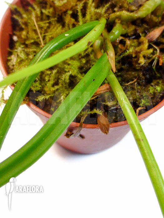 Brassavola flagellaris