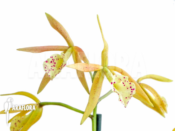 Brassocattleya ‚Yellow Bird‘