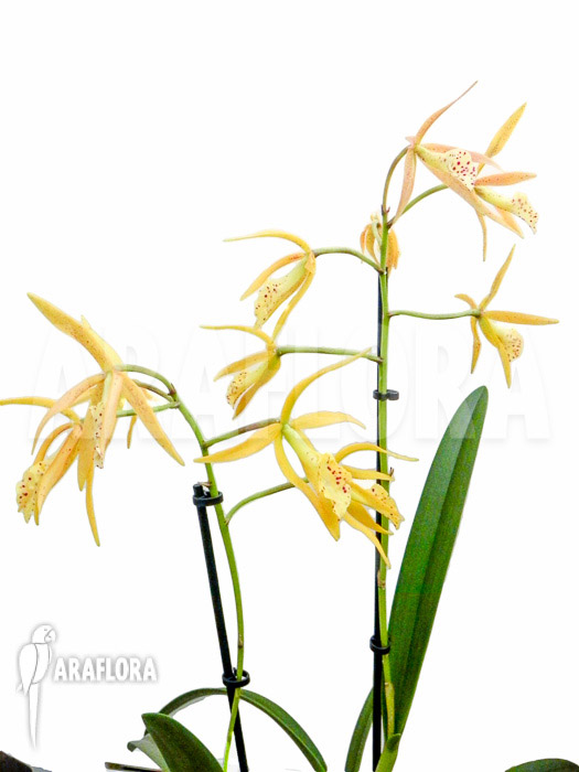 Brassocattleya ‚Yellow Bird‘