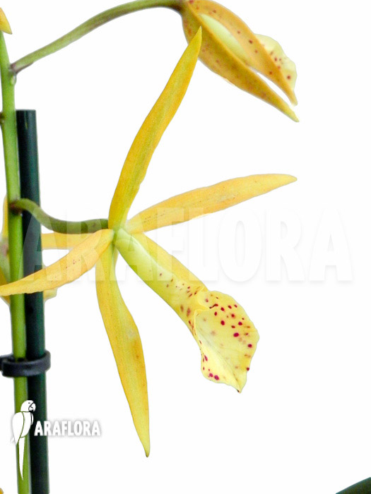 Brassocattleya ‚Yellow Bird‘