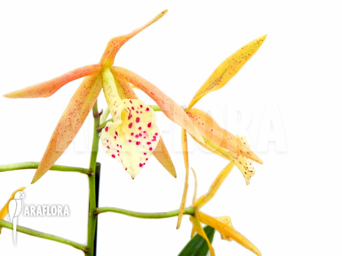 Brassocattleya ‚Yellow Bird‘