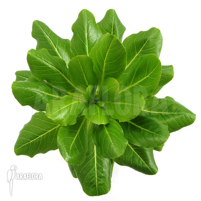 Brighamia insignis ‚Hawaiian palm‘