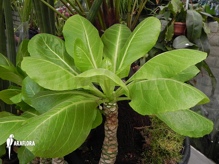 Brighamia insignis ‚Hawaiian palm‘