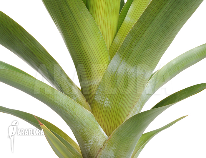 Brocchinia tatei ‚Auyan Tepui‘